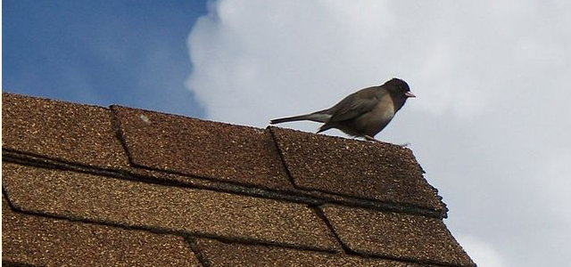 How to Tell if your Roof Shingles Need Replaced – Part 2